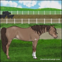 Horse Color:Liver Red Dun 