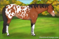 Horse Color:Unknown 