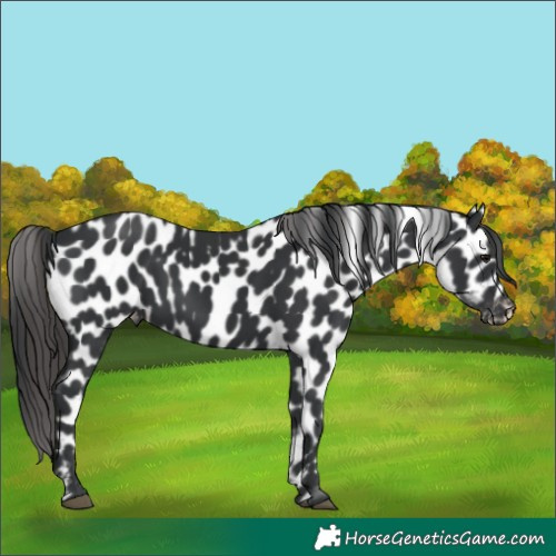 Horse Color:Black Appaloosa Rabicano