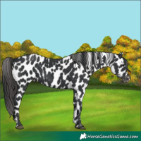 Horse Color:Black Appaloosa Rabicano