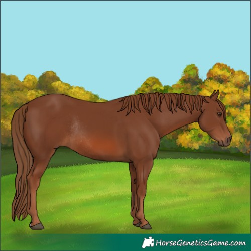 Horse Color:Chestnut Rabicano 