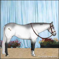 Horse Color:Silver Brown Chinchilla 