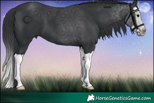 Horse Color:Black Splash