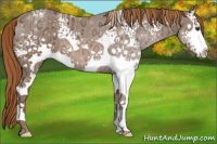 Horse Color:White Spotted Chestnut Ice Appaloosa