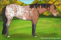 Horse Color:Bay Ice