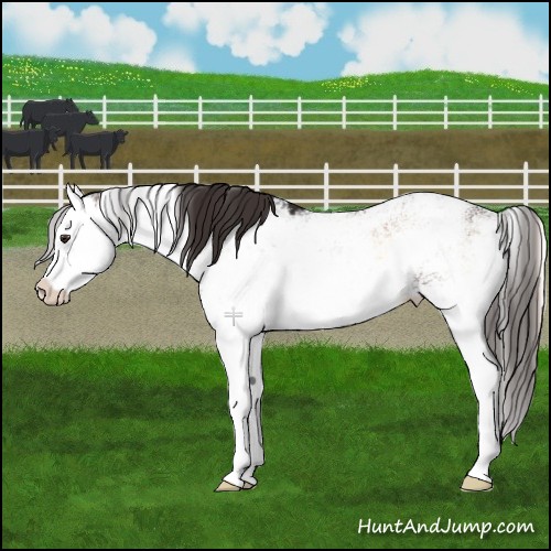 Horse Color:Liver Red Onyx Sabino Splash 