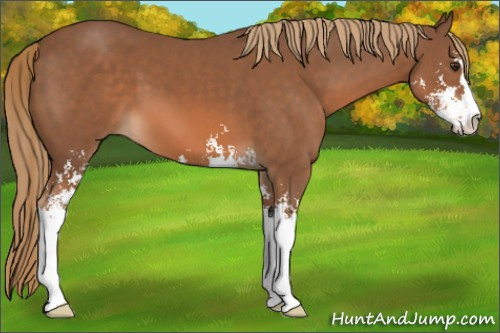 Horse Color:Chestnut Sabino 