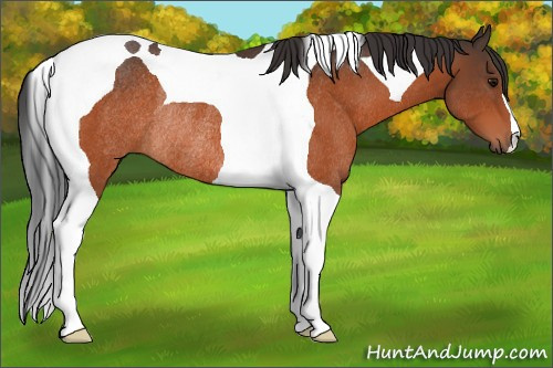 Horse Color:Bay Tobiano Rabicano 
