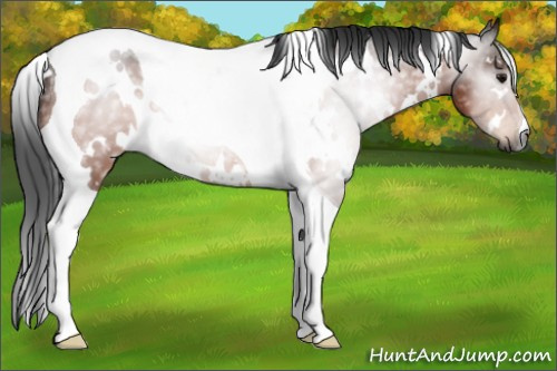 Horse Color:Gray White Spotted Bay Tobiano