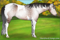 Horse Color:Gray Bay Tobiano Rabicano 