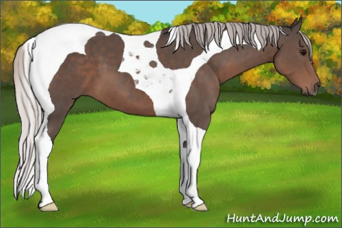 Horse Color:Silver Black Tobiano 