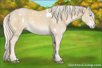 Horse Color:White Spotted Cremello 