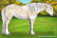 Horse Color:White Spotted Cremello Sabino