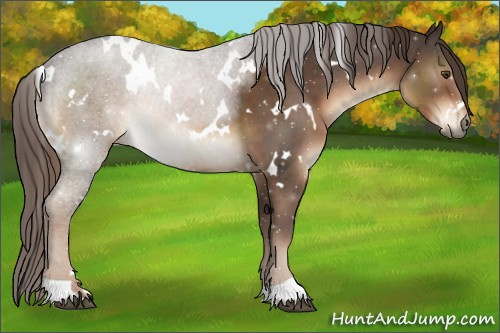 Horse Color:White Spotted Liver Chestnut 