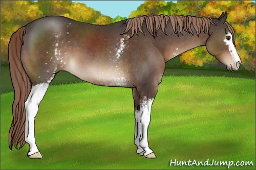 Horse Color:White Spotted Liver Chestnut Sabino 