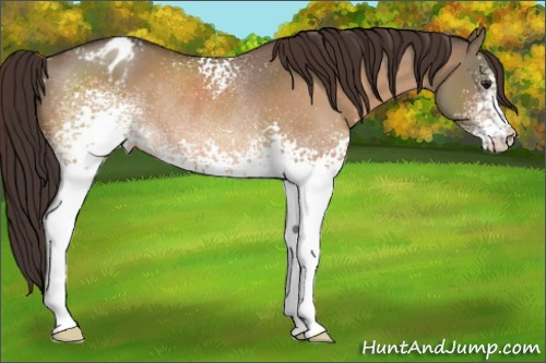 Horse Color:White Spotted Brown Dun Appaloosa Rabicano