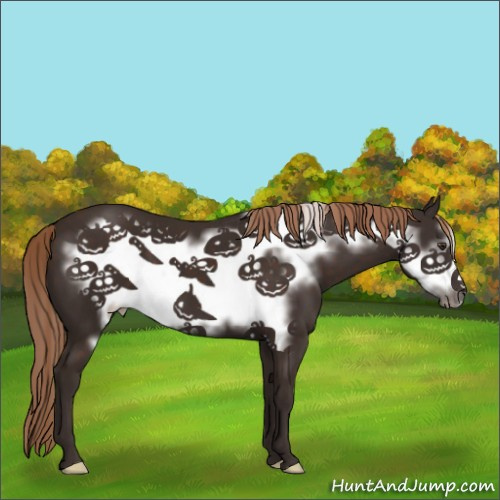 Horse Color:Liver Chestnut Frame 