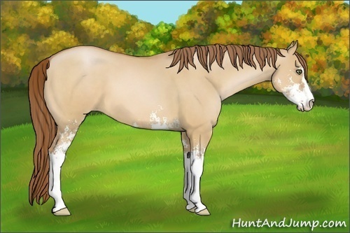 Horse Color:Unknown 