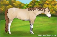 Horse Color:Unknown 