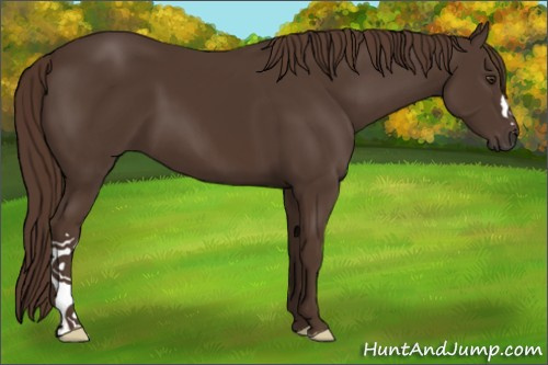 Horse Color:Liver Chestnut 
