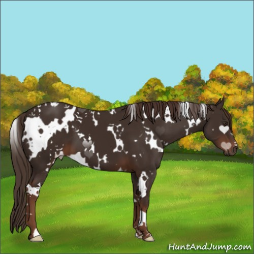 Horse Color:White Spotted Liver Chestnut 