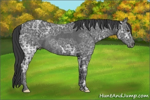 Horse Color:Black Ice Frame Rabicano 