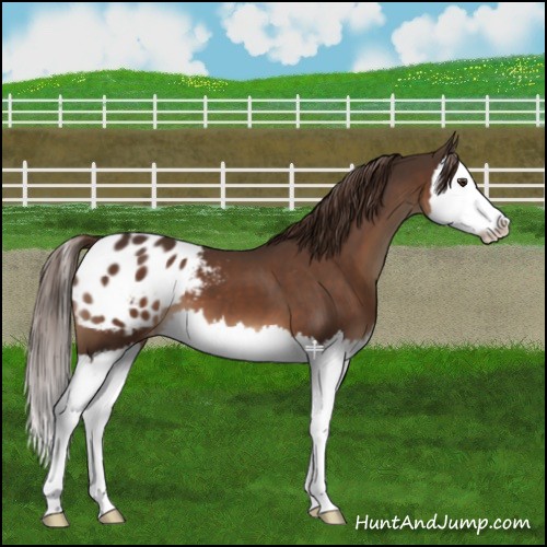 Horse Color:Liver Chestnut Splash Appaloosa 