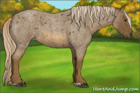 Horse Color:Unknown 