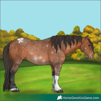 Horse Color:Bay Tobiano Appaloosa 