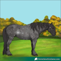 Horse Color:Smoky Black 