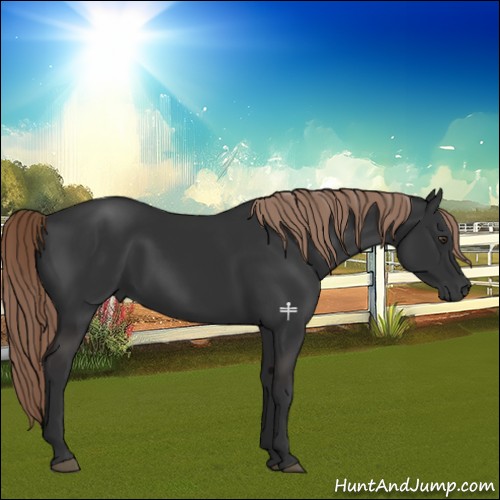 Horse Color:Liver Chestnut 