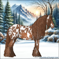 Horse Color:Chestnut Appaloosa 