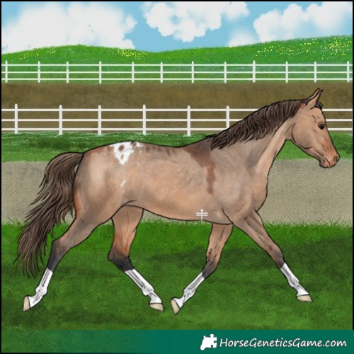 Horse Color:Bay Dun Appaloosa 