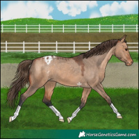 Horse Color:Bay Dun Appaloosa