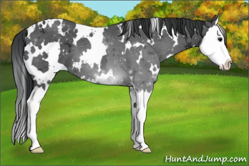 Horse Color:White Spotted Black Ice Splash 