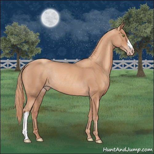 Horse Color:Gold Champagne Rabicano