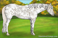 Horse Color:White Spotted Palomino Ice Pearl 
