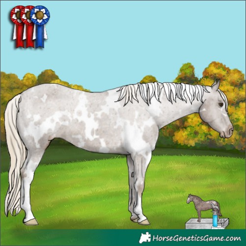 Horse Color:White Spotted Chocolate Palomino Appaloosa 