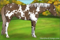 Horse Color:White Spotted Chocolate Palomino Appaloosa 