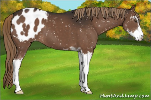 Horse Color:Liver Chestnut Sabino Blanket 
