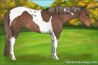 Horse Color:Liver Chestnut Tobiano 
