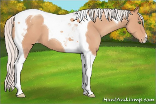 Horse Color:Silver Amber Champagne Tobiano Varnish 