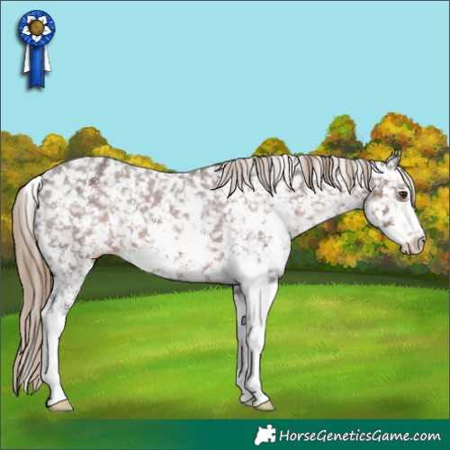 Horse Color:Liver Chestnut Sabino Appaloosa 