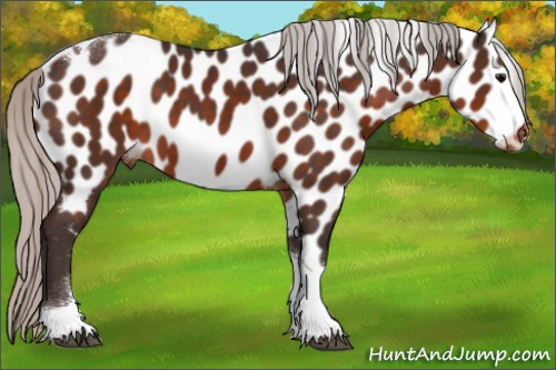 Horse Color:Silver Brown Tobiano Appaloosa 
