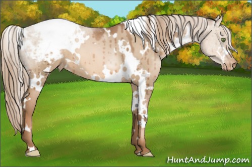Horse Color:White Spotted Liver Red Dun Pearl Appaloosa Brindle 