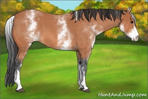 Horse Color:White Spotted Bay Roan