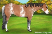 Horse Color:White Spotted Bay Roan
