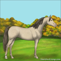 Horse Color:Classic Cream Champagne Dun 