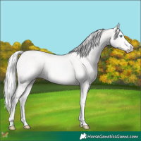 Horse Color:Cremello 