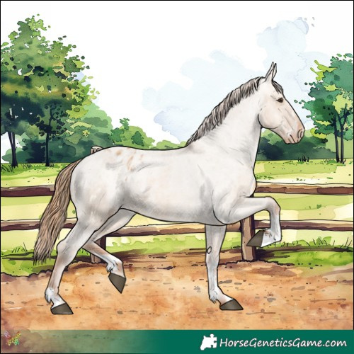 Horse Color:Red Dun Appaloosa  and Red Dun Appaloosa 